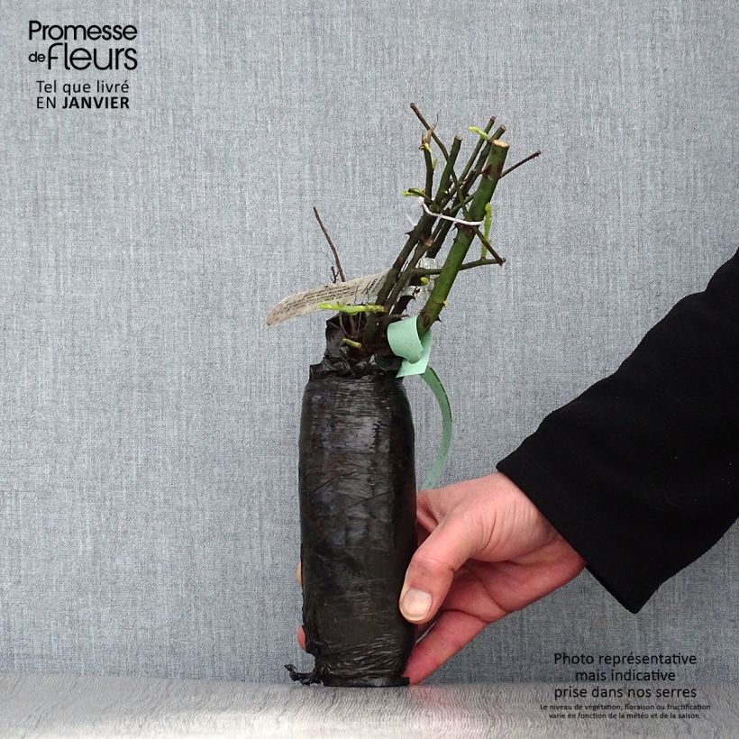 Example of Rosier arbustif Rosy Cushion Racines nues en motte as you get in hiver