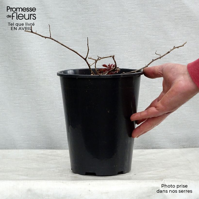 Example of Rosier arbustif Rosy Cushion Pot de 4L/5L as you get in printemps