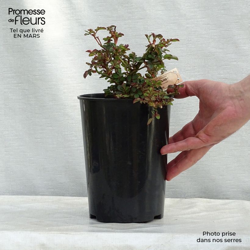 Example of Rosier arbustif Rouge Meillandécor Pot de 2L/3L as you get in printemps