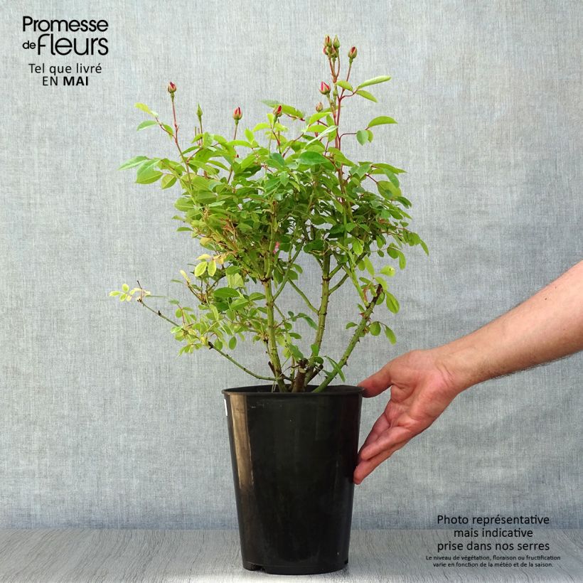 Example of Rosier arbustif Rush Pot de 4L/5L as you get in printemps