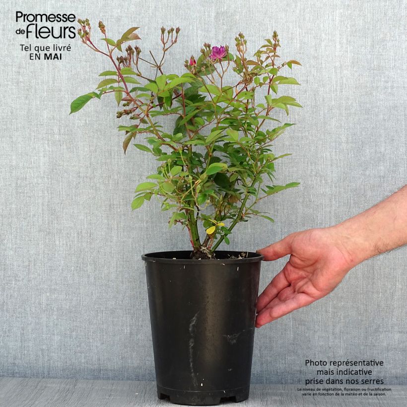 Example of Rosier arbustif Sibelius Pot de 4L/5L as you get in printemps
