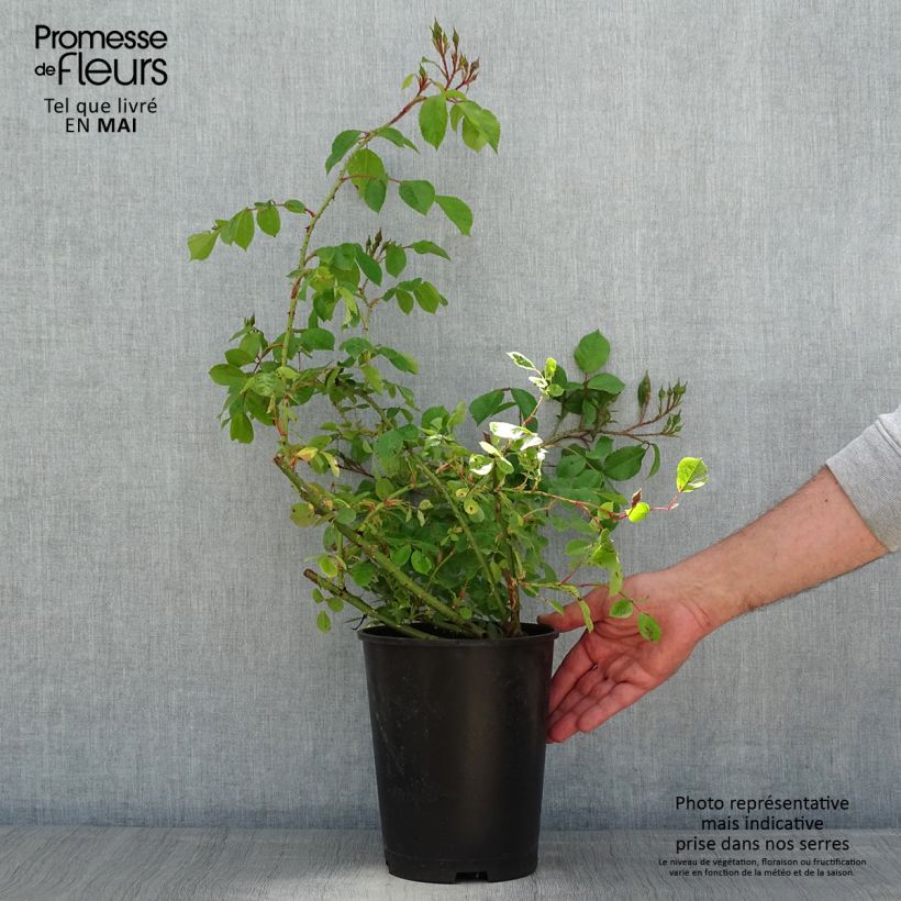 Example of Rosier arbustif Smarty Pot de 4L/5L as you get in printemps
