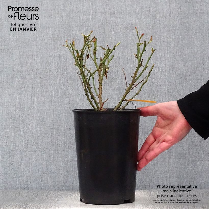 Example of Rosier arbustif Soul Pot de 4L/5L as you get in hiver