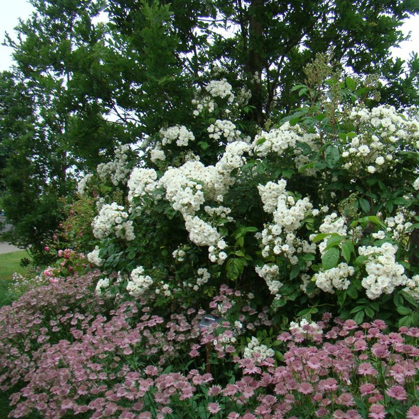 Rosier arbustif Waterloo (Plant habit)