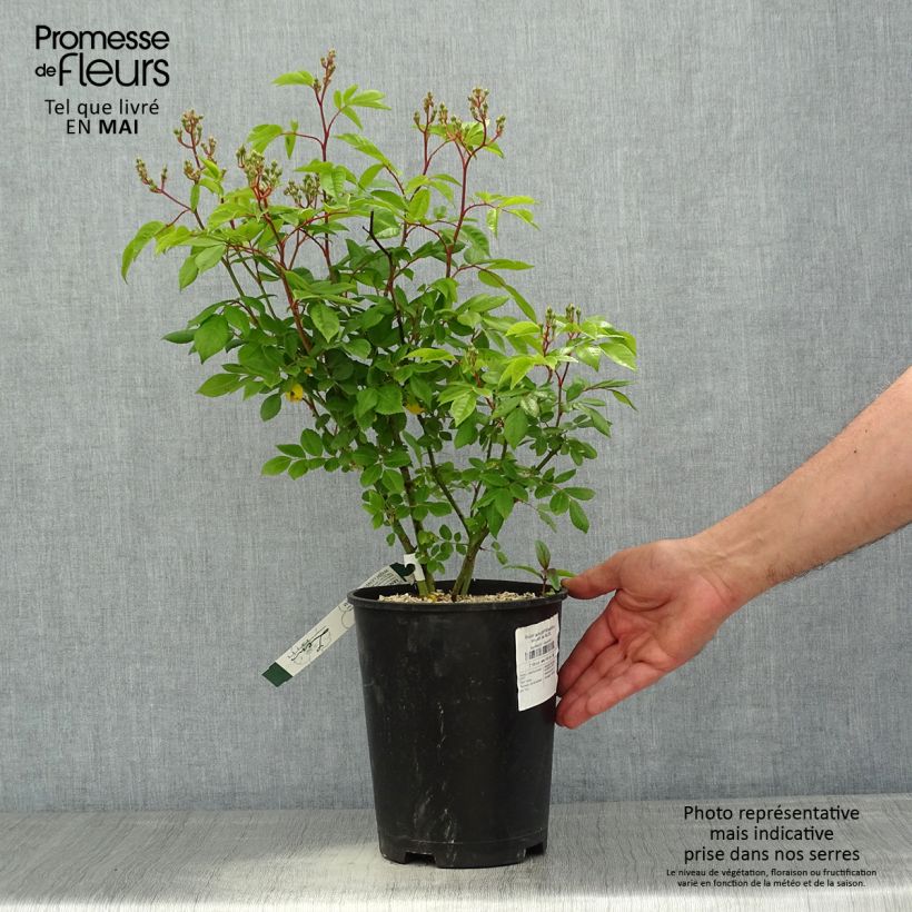 Example of Rosier arbustif Waterloo Pot de 4L/5L as you get in printemps
