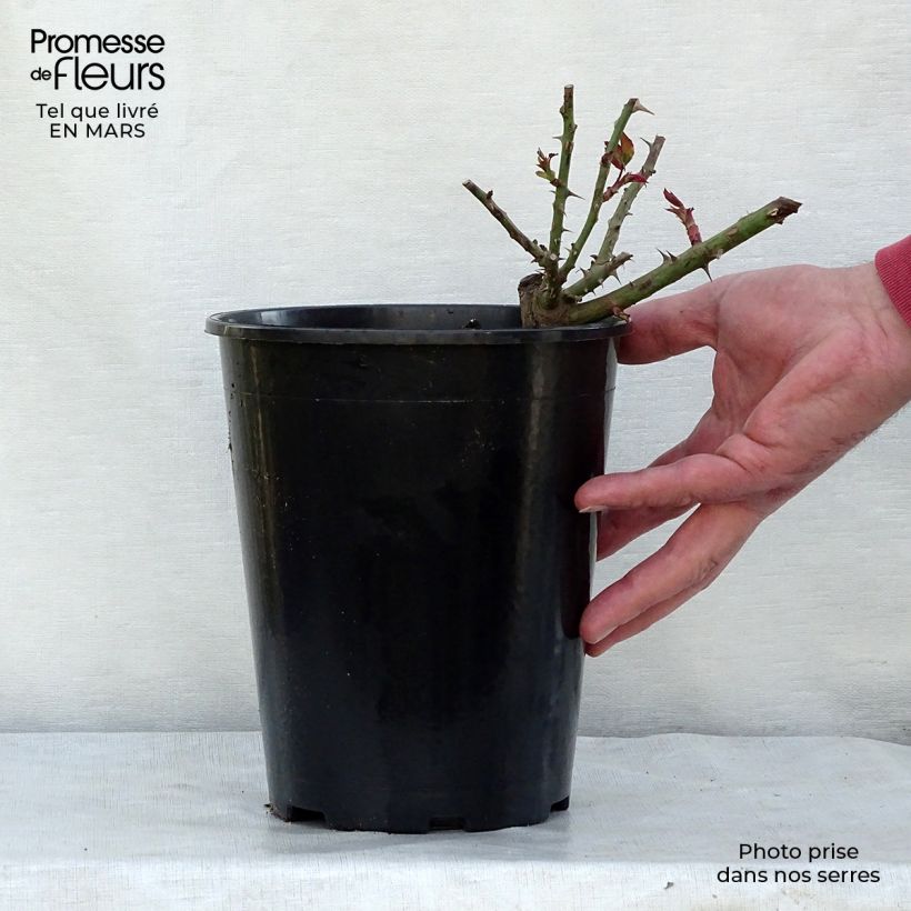 Example of Rosier arbustif Westerland Pot de 4L/5L as you get in printemps