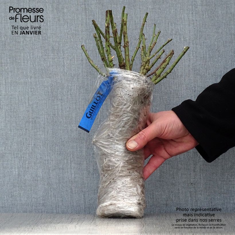 Example of Rosier arbustif White Magic Racines nues en motte as you get in hiver