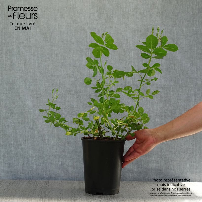 Example of Rosier arbustif Yann Arthus-Bertrand Pot de 4L/5L as you get in printemps