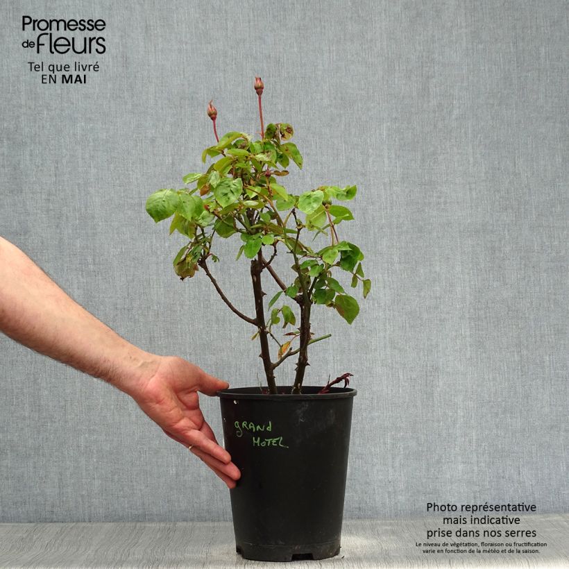 Example of Rosier arbustif ou grimpant Grand Hotel Pot de 4L/5L as you get in printemps