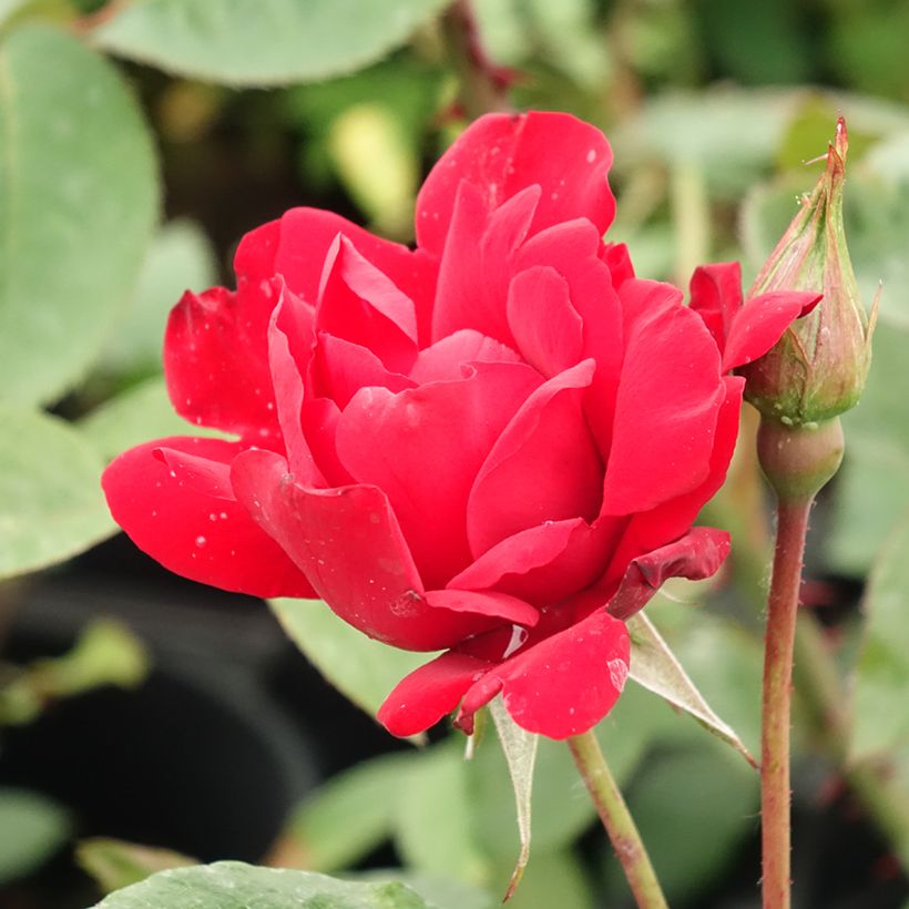 Rosier arbustif ou grimpant Grand Hotel (Flowering)