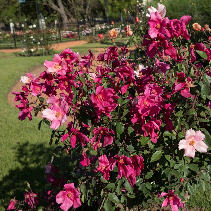 Rosier botanique - Rosa chinensis Mutabilis (Plant habit)