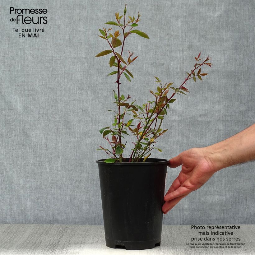 Example of Rosier botanique - Rosa chinensis Mutabilis Pot de 4L/5L, Qualité 2 branches, Sur propres racines ( non greffé) as you get in printemps