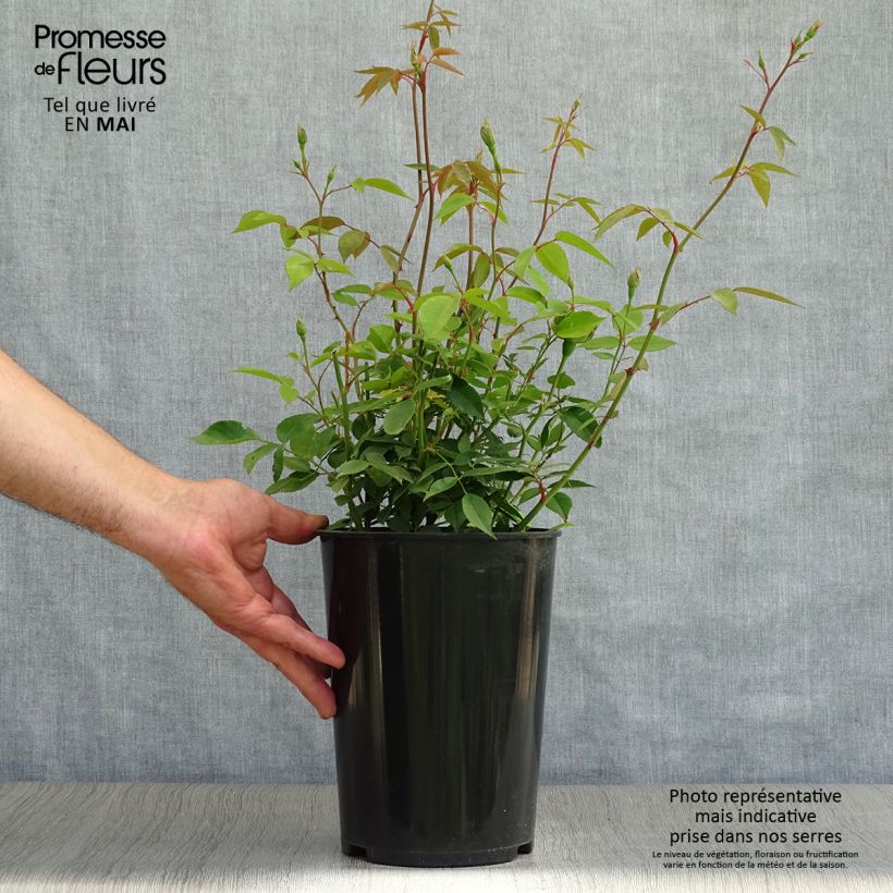 Example of Rosier botanique - Rosa chinensis Viridiflora - Rose verte Pot de 4L/5L, Qualité 2 branches as you get in printemps