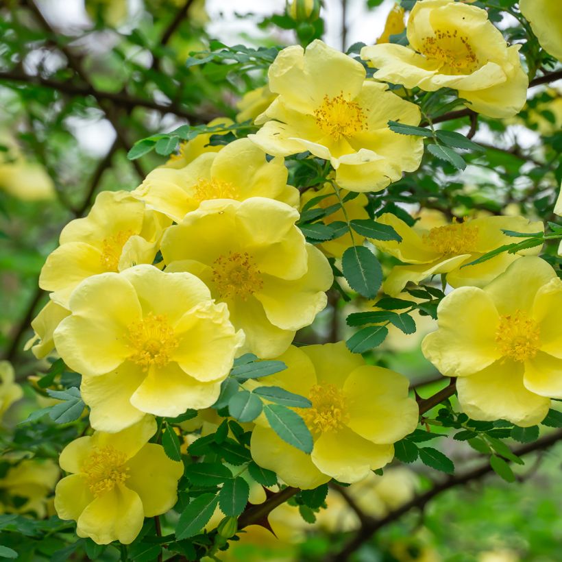Rosier botanique - Rosa hugonis (Flowering)