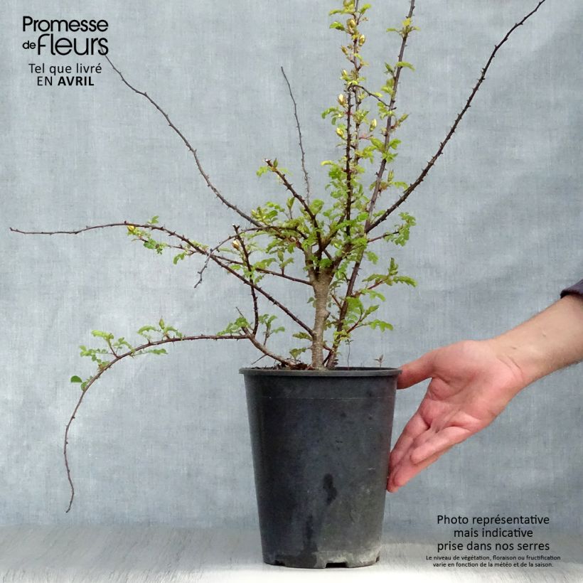 Example of Rosier botanique - Rosa hugonis Pot de 3L/4L, Qualité 2 branches as you get in printemps