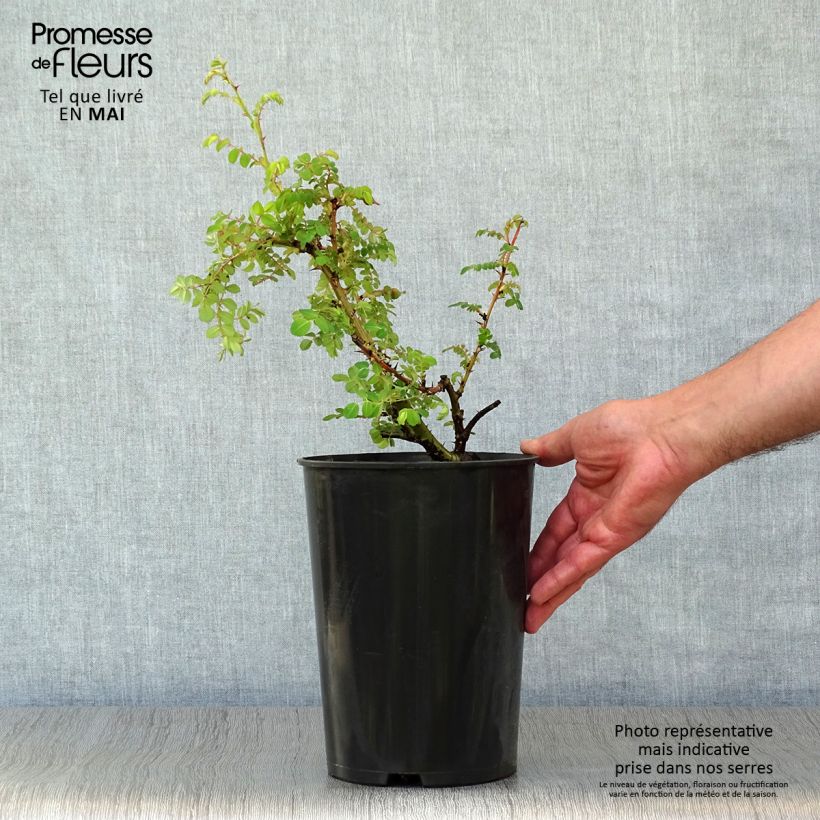 Spécimen de Rosier botanique - Rosa moyesii Geranium Pot de 3L/4L, Qualité 2 branches, Sur propres racines ( non greffé) tel que livré au printemps