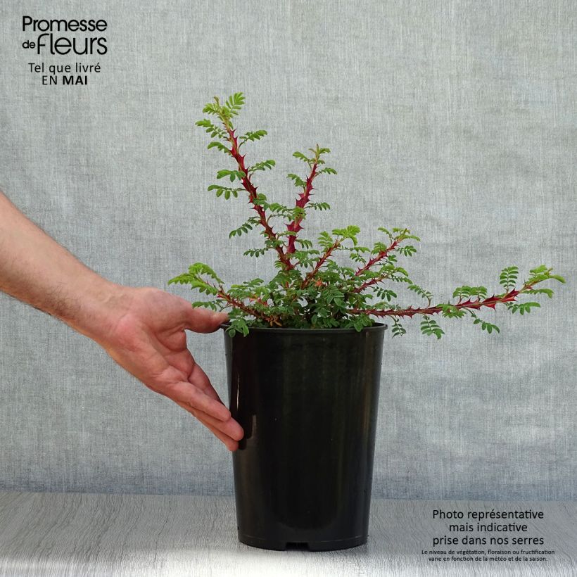 Example of Rosier botanique - Rosa omeiensis Pteracantha Pot de 4L/5L, Qualité 2 branches as you get in printemps