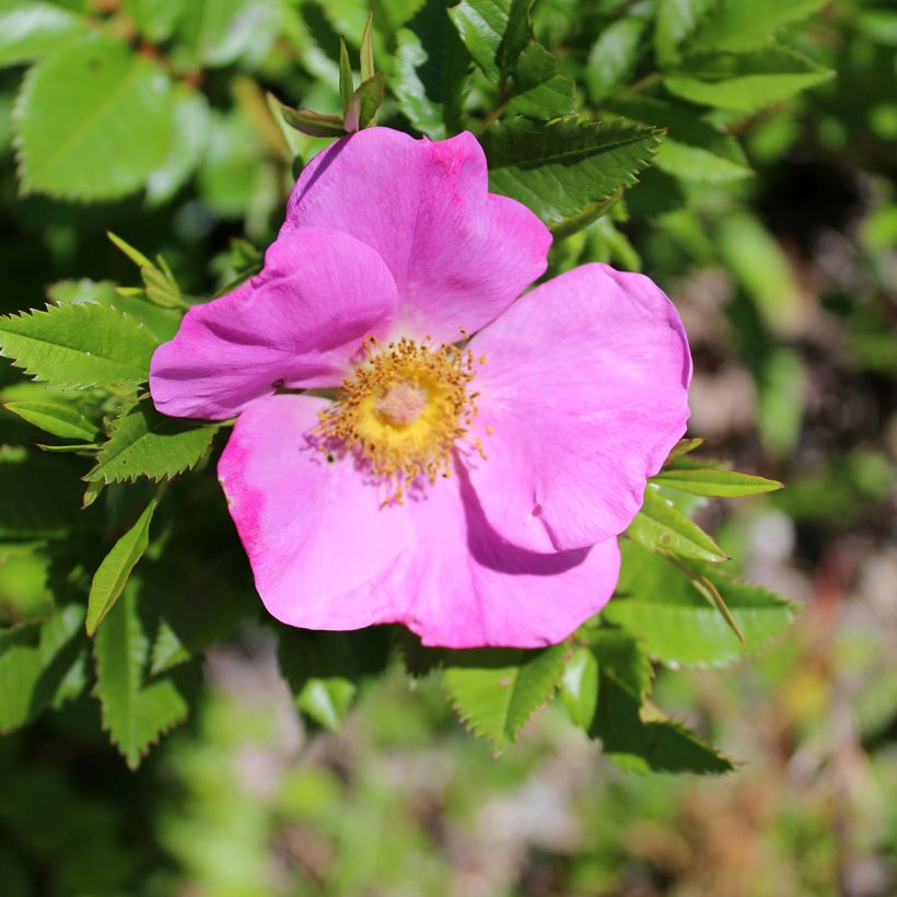 Rosier botanique - Rosa virginiana (Flowering)