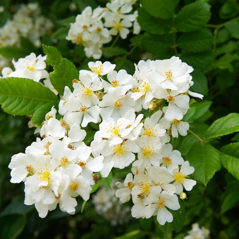 Rosier botanique grimpant - Rosa multiflora (Floraison)