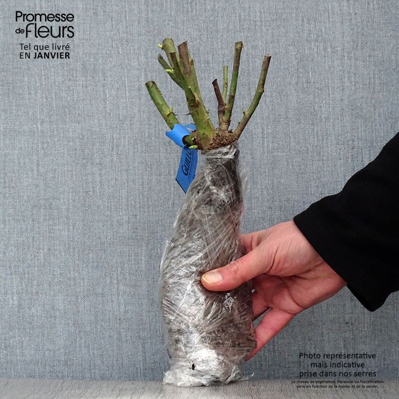 Example of Rosier botanique pendulina Bourgogne Racines nues en motte as you get in hiver