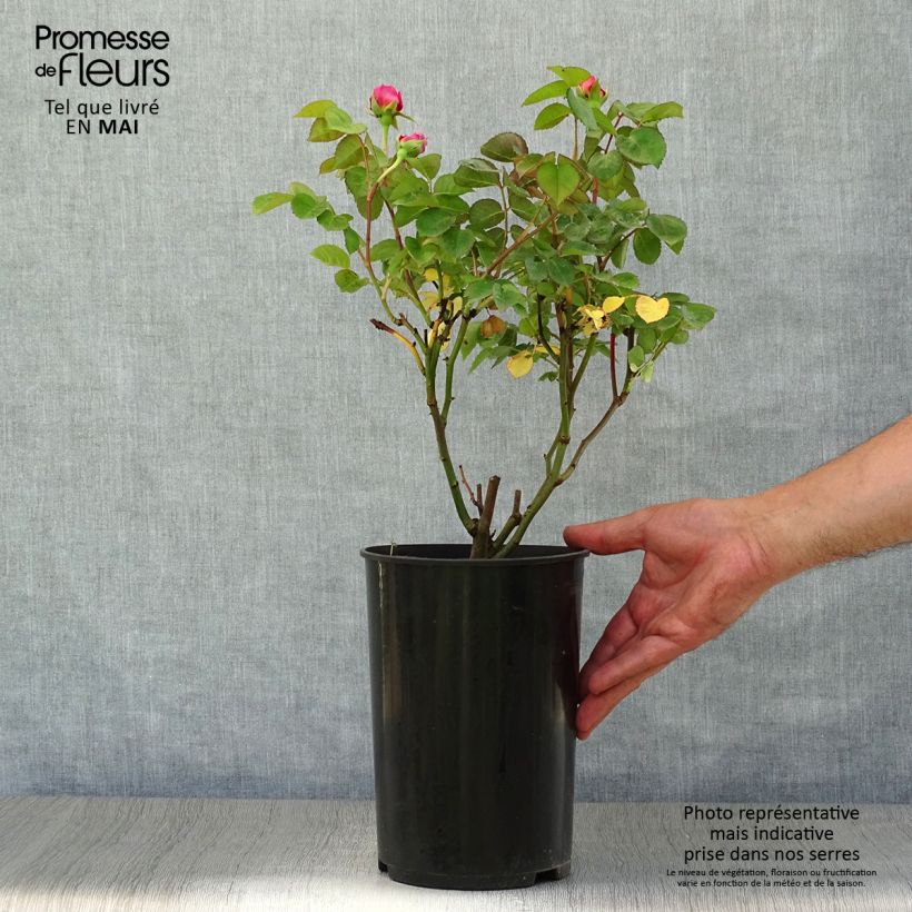 Example of Rosier buisson Eisvogel Pot de 4L/5L as you get in printemps