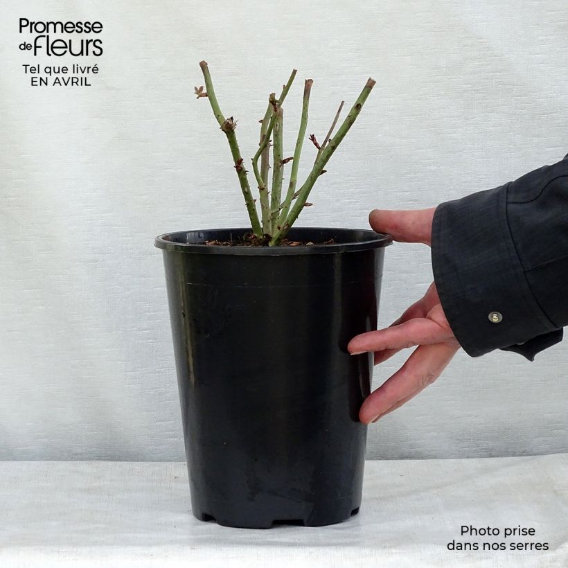 Example of Rosier buisson Kaffe Fassett Pot de 2L/3L as you get in printemps