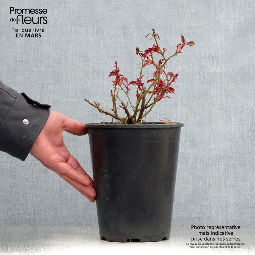 Example of Rosier couvre-sol Amber Sun Pot de 2L/3L as you get in printemps