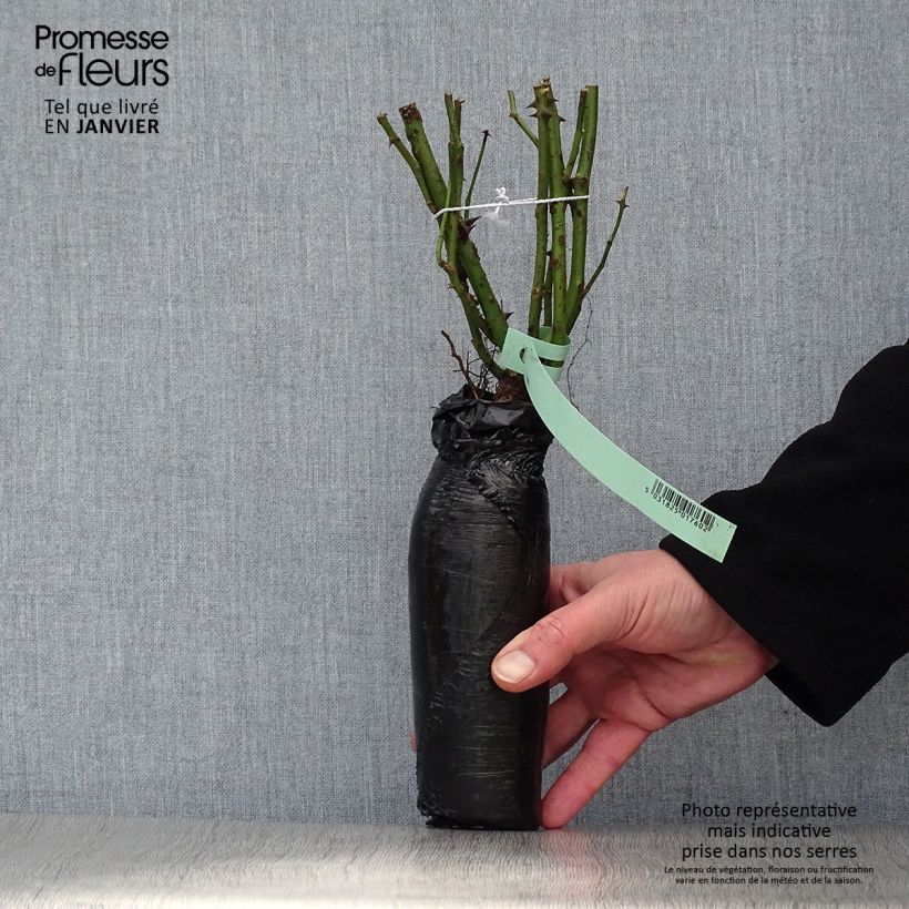 Example of Rosier couvre-sol Amica Racines nues en motte as you get in hiver