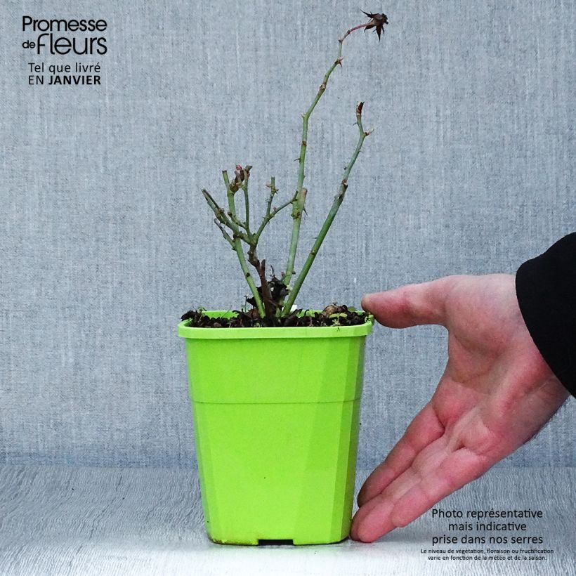 Example of Rosier couvre-sol Amica Pot de 1,5L/2L as you get in hiver