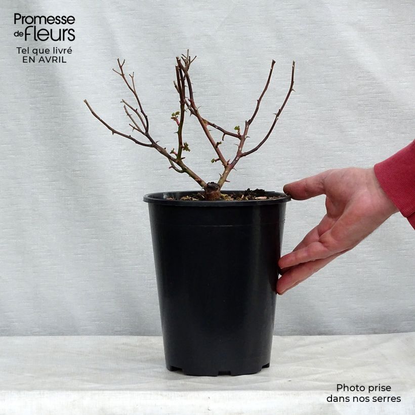 Example of Rosier couvre-sol Amica Pot de 3L/4L as you get in printemps