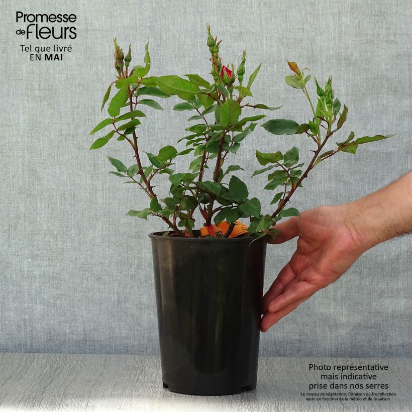 Example of Rosier couvre-sol Knock Out Radrazz Pot de 4L/5L as you get in printemps