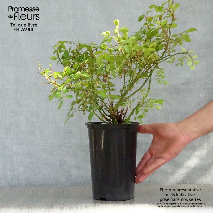 Example of Rosier couvre-sol Larissa Pot de 3L/4L as you get in printemps
