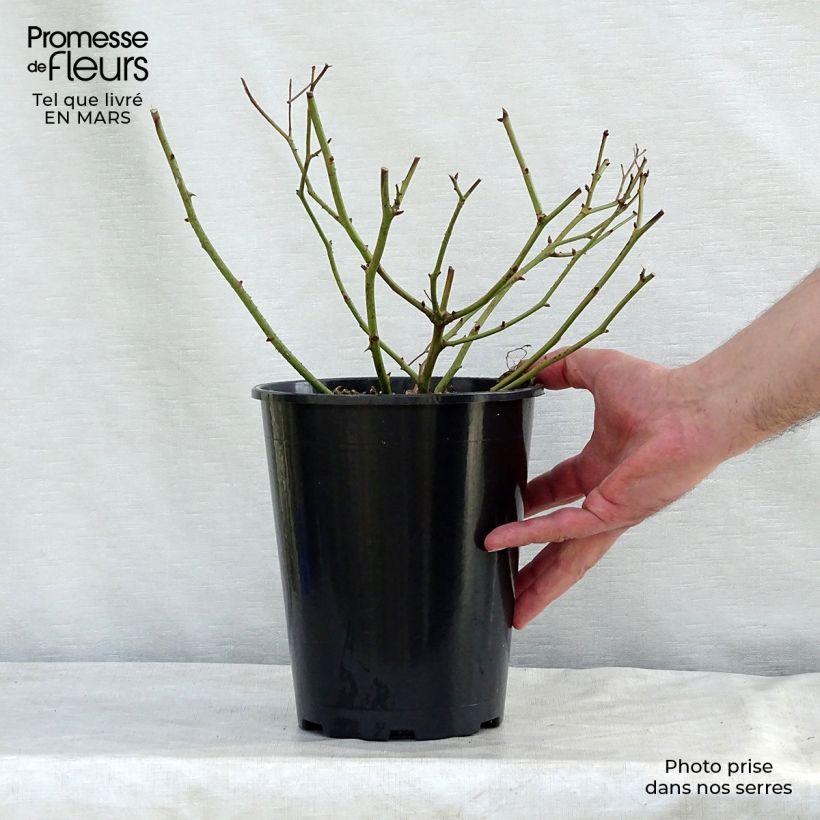 Example of Rosier arbustif Lavender Dream Pot de 2L/3L as you get in printemps