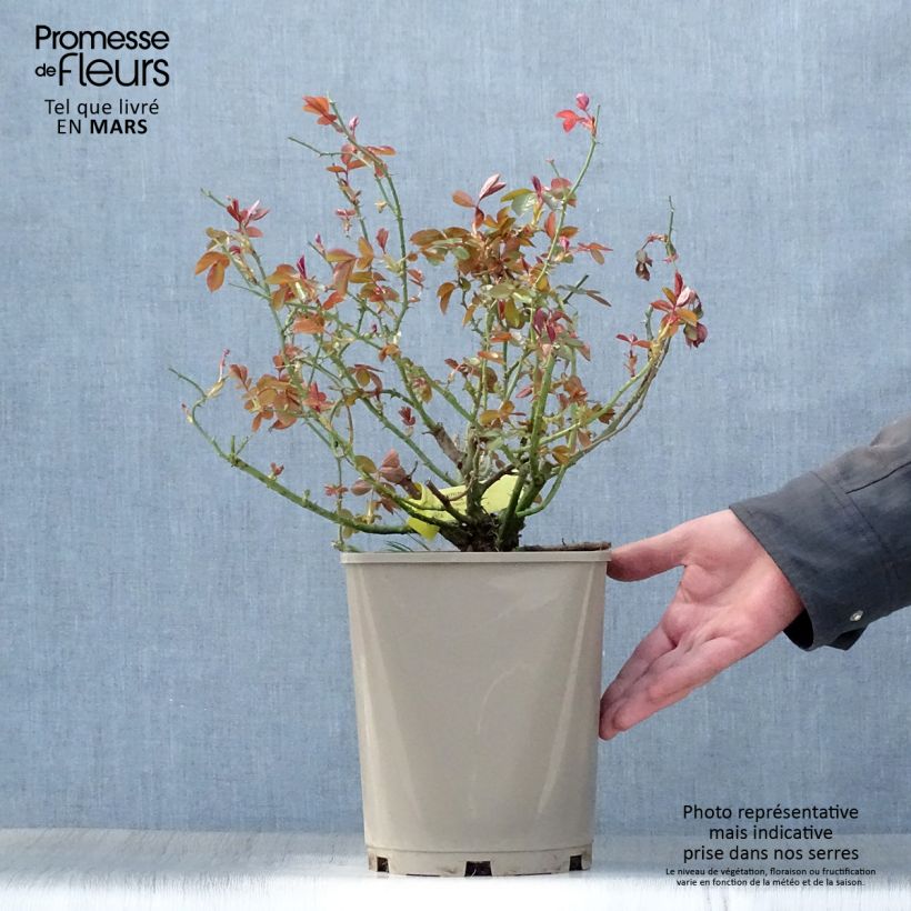 Example of Rosier couvre-sol Mainaufeuer Pot de 4L/5L as you get in printemps