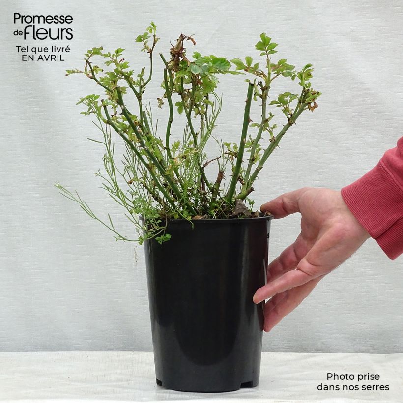 Example of Rosier couvre-sol Marondo Pot de 2L/3L as you get in printemps