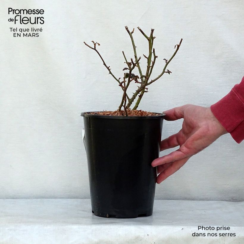 Example of Rosier couvre-sol Mirato Pot de 4L/5L as you get in printemps