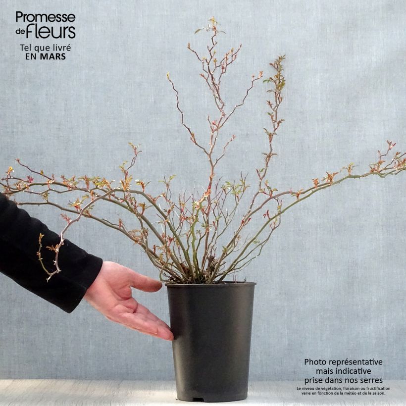 Spécimen de Rosier couvre-sol Nozomi  Pot de 1L/1,5L tel que livré au printemps