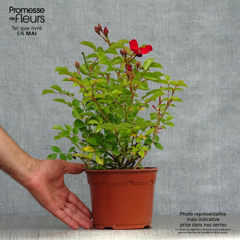 Example of Rosier couvre-sol Pink Flash Pot de 4L/5L as you get in printemps