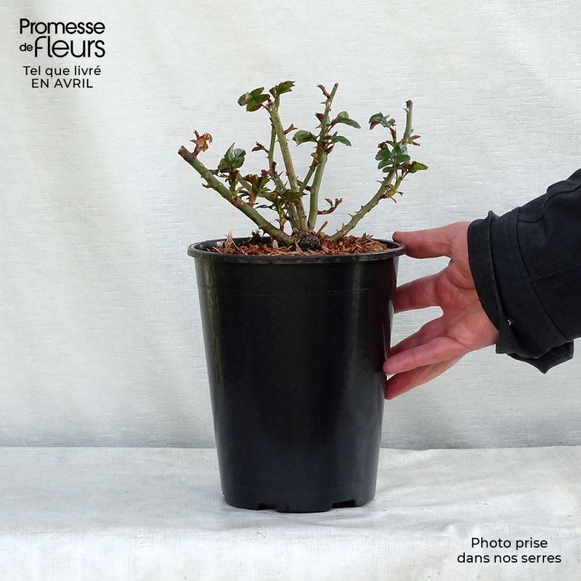 Example of Rosier couvre-sol Rigo Aprikola Pot de 2L/3L as you get in printemps