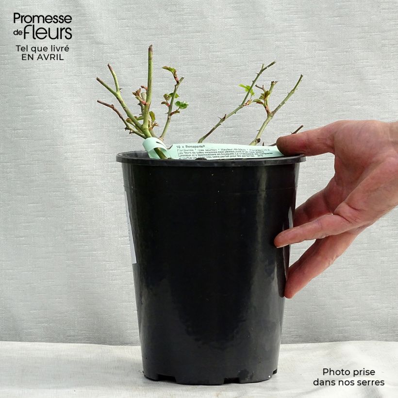 Example of Rosier couvre-sol Rigo Bonaparte Pot de 2L/3L as you get in printemps