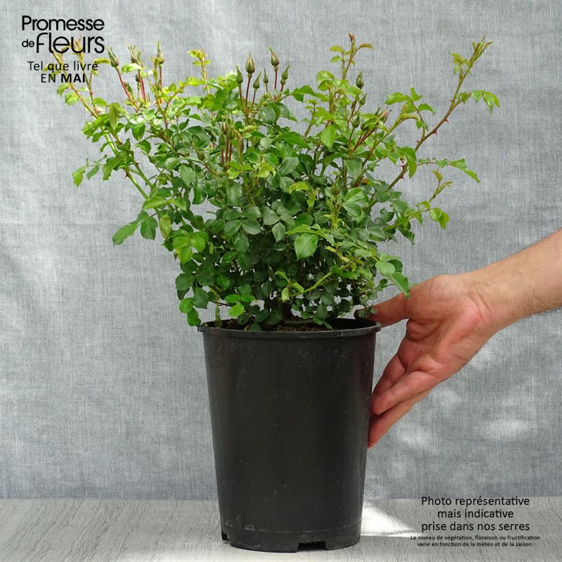 Example of Rosier couvre-sol Rigo Diamant Pot de 3L/4L as you get in printemps