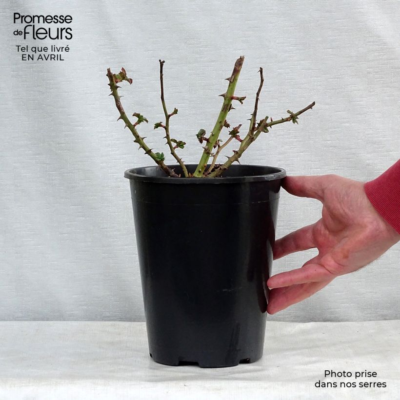 Example of Rosier couvre-sol Rigo Rotilia Pot de 2L/3L as you get in printemps