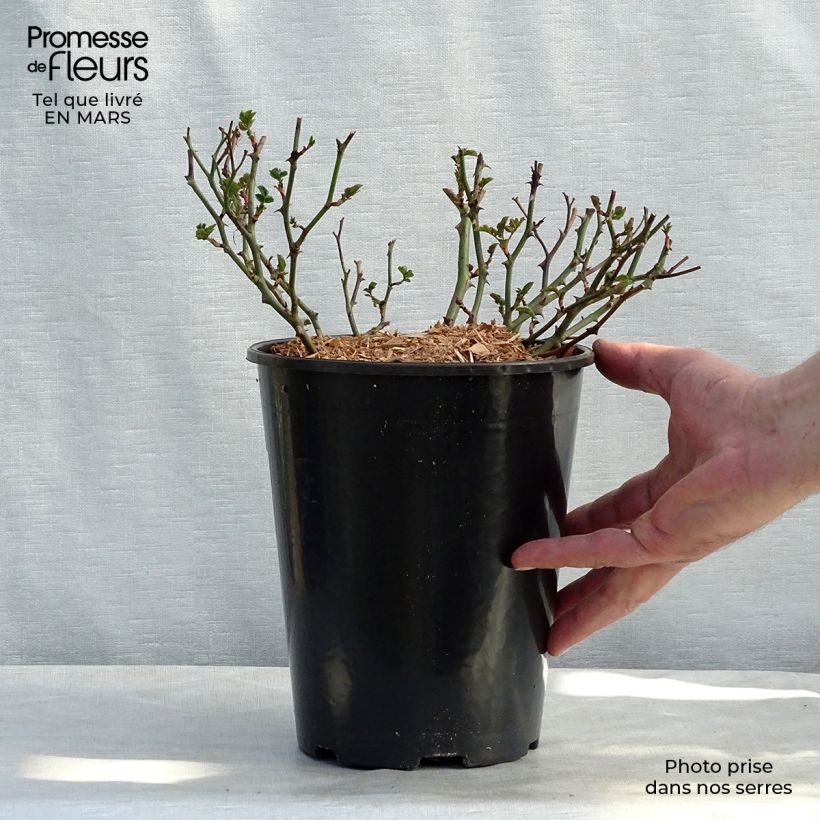 Example of Rosier couvre-sol Satina  Pot de 2L/3L as you get in printemps
