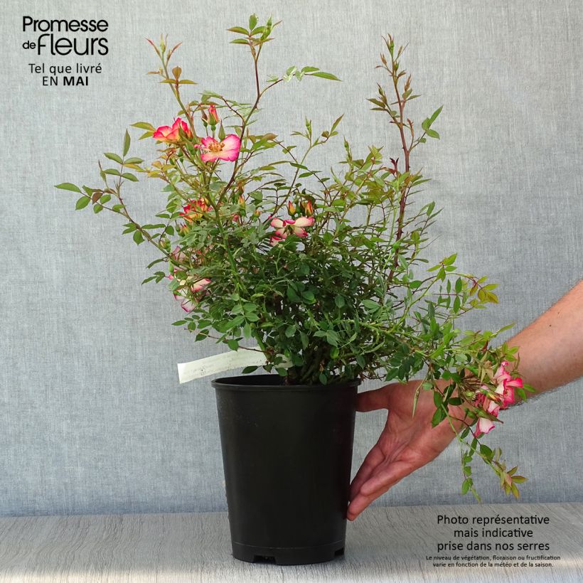 Example of Rosier couvre-sol Star Profusion Pot de 3L/4L as you get in printemps