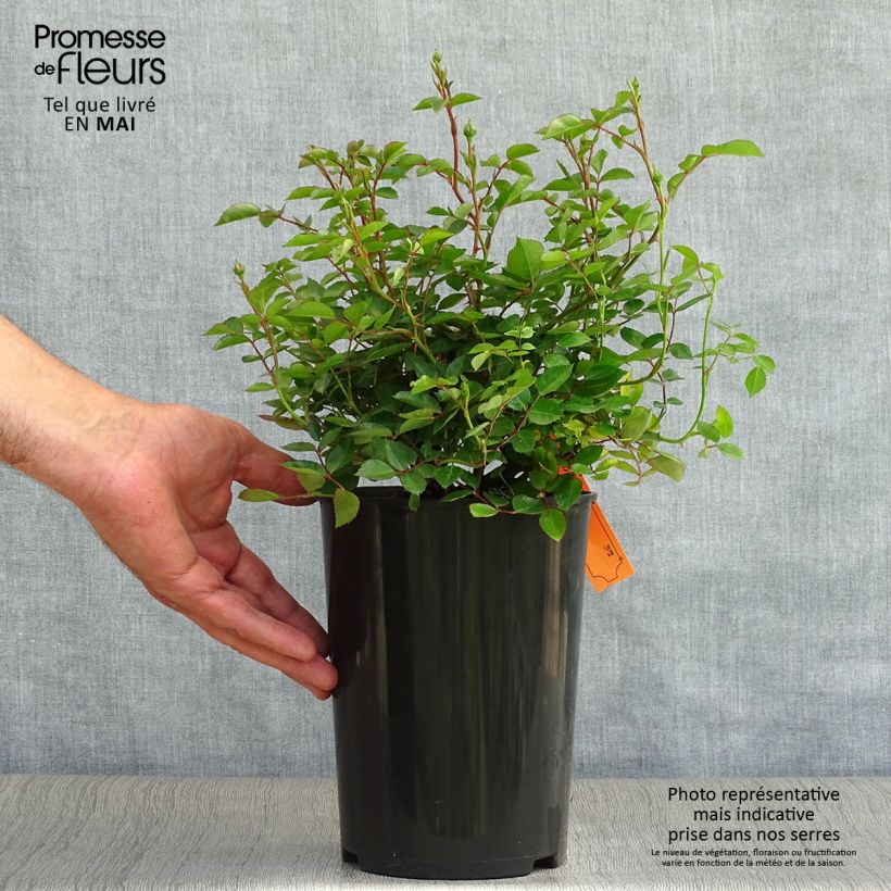 Example of Rosier couvre-sol Swany Pot de 3L/4L as you get in printemps