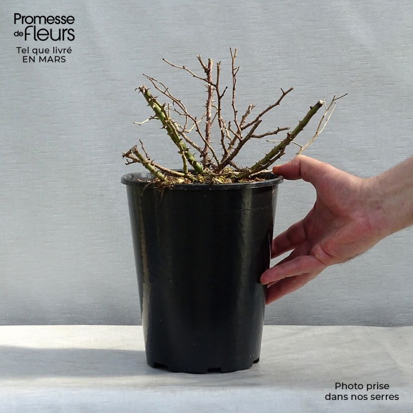 Example of Rosier couvre-sol Tapis Rouge Pot de 2L/3L as you get in printemps