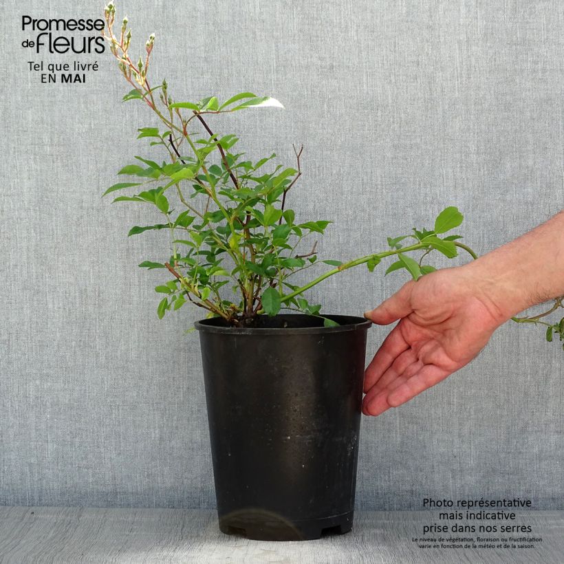 Example of Rosier couvre-sol Tapis Volant Pot de 4L/5L as you get in printemps