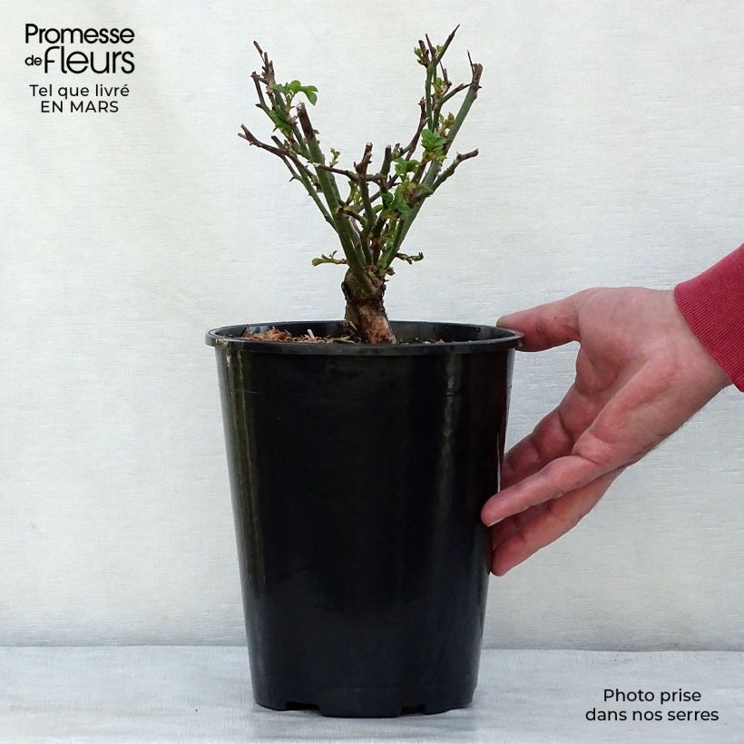 Example of Rosier couvre-sol The Fairy Pot de 4L/5L as you get in printemps