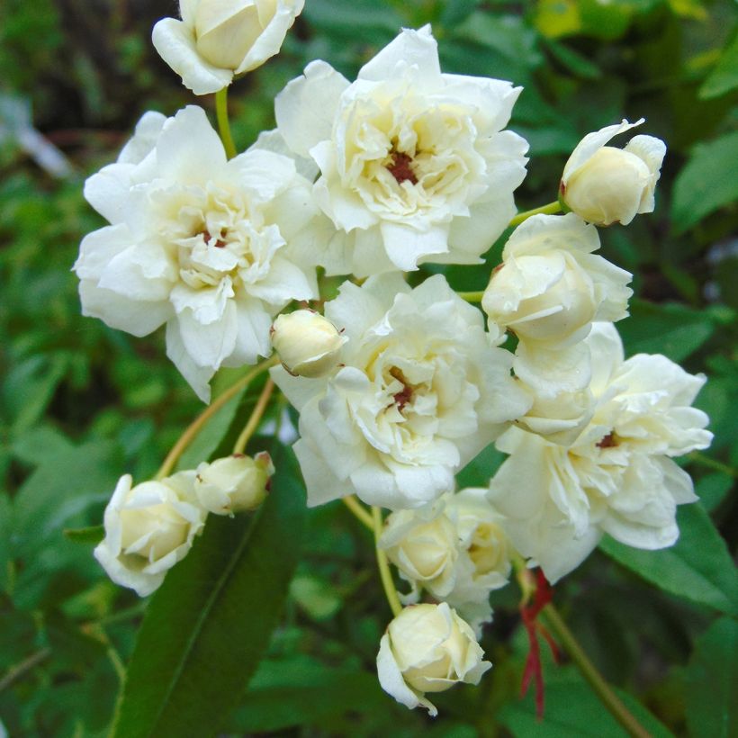 Rosier de Banks Alba Plena - Rosa banksiae (Floraison)