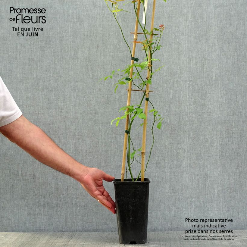 Spécimen de Rosier de Banks Alba Plena - Rosa banksiae Pot de 2L/3L, Sur propres racines (non greffé) tel que livré au printemps